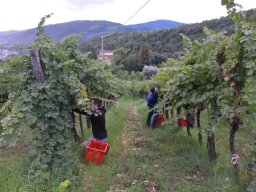 001-Vendages_Grcigliano_2025-DSC_5469