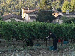 006-Vendages_Grcigliano_2025-Gricigliano_20250906_071649