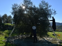 007-Olives-Gricigliano_2025-11-04_10-04-28_0208