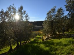 011-Olives-Gricigliano_2025-11-05_16-46-54_0311
