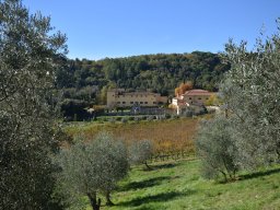 027-Olives-Gricigliano_2025-11-06_13-11-48_0463